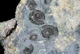 Ammonite (Promicroceras) Cluster - Somerset, England #86240-2